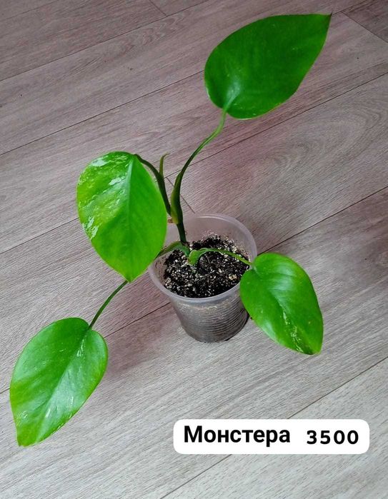 Продам монстеру...