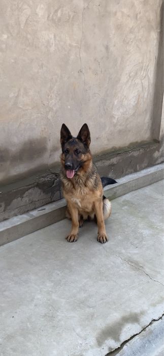 немецкая овчарка