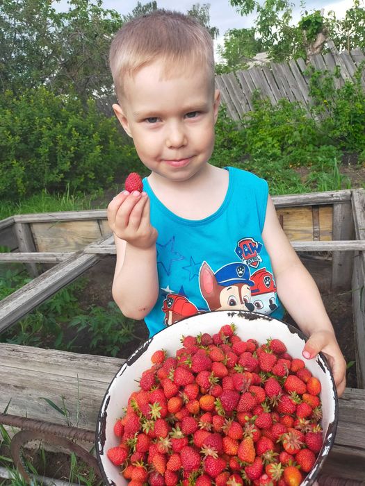 Клубника саженцы