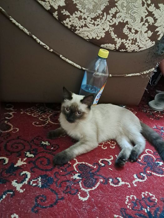 Котенок сиамский