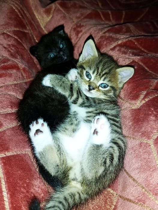 Отдам котят 2 девочки