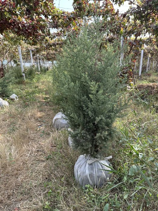 арча можжевелник звёздичка