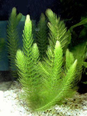 Аквариумное растение роголистник