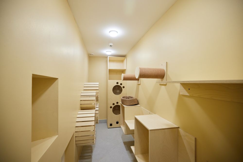 Гостиница для кошек Happy Mur.