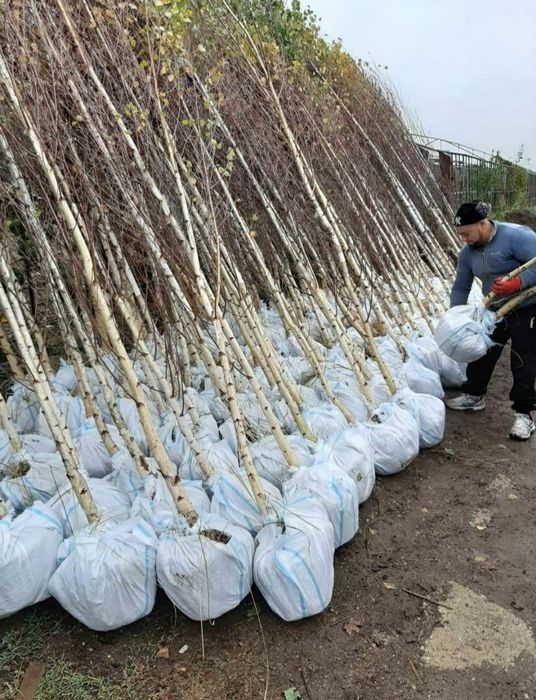 Mestecan /Tei /Platan/Stejar/Frasin/Salcam