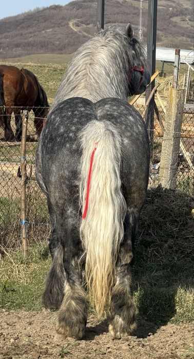 Armăsar disponibil pentru montă