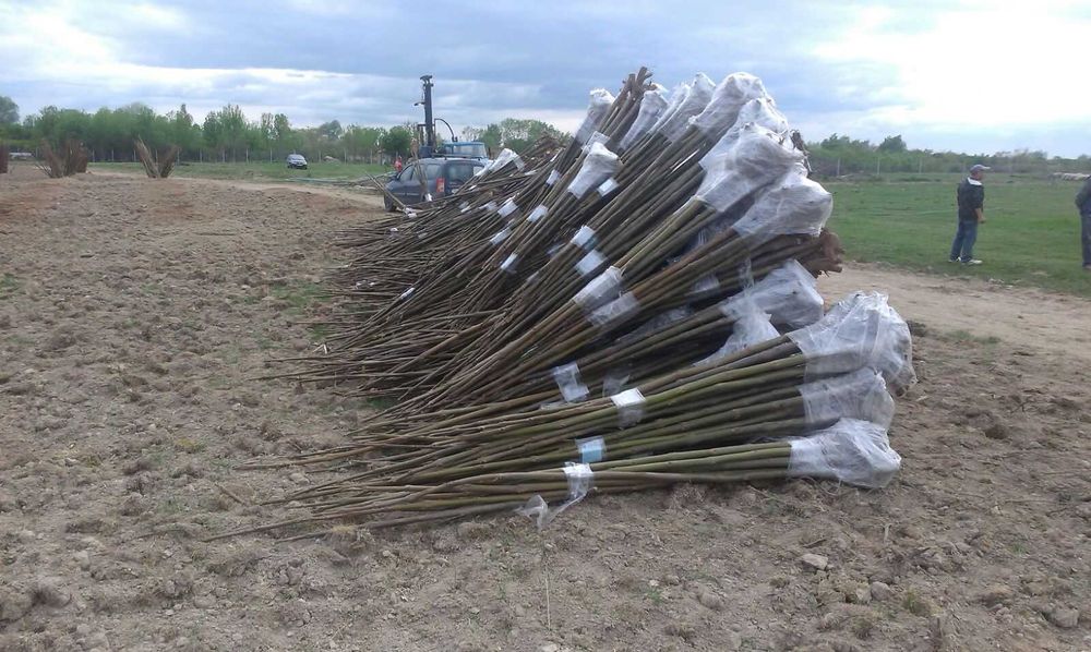 Пауловния БГ ООД   фиданки Shan Tong – промо пакети и коренови резници