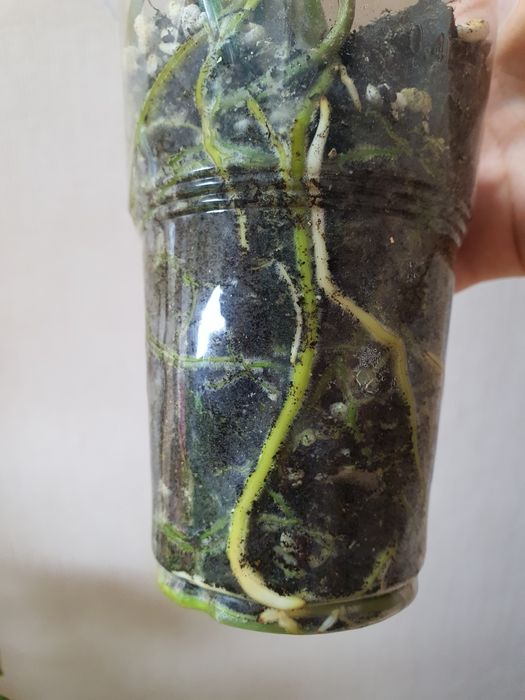 Филодендрон Параисо Верде