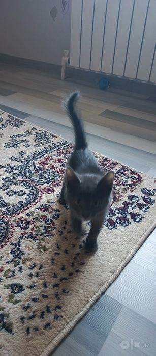 Котята в хорошие руки