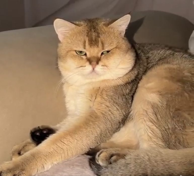 Вязка кот золотой