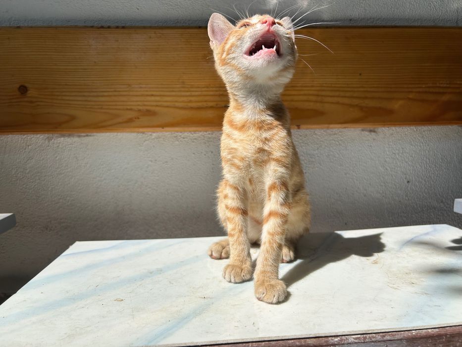 Donez Motănel Ginger