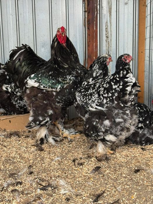 Brahma portelan bobat hd hda columbia