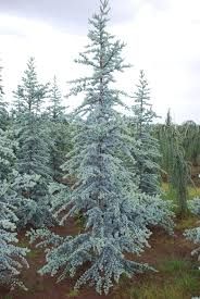 Cedrus Atlantica Eucalipt eucalyptus silver dollar