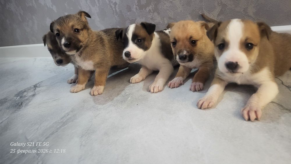 Отдам в добрые руки