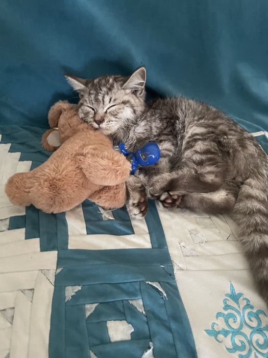 Отдаем в добрые и заботливые руки особенного котенка.