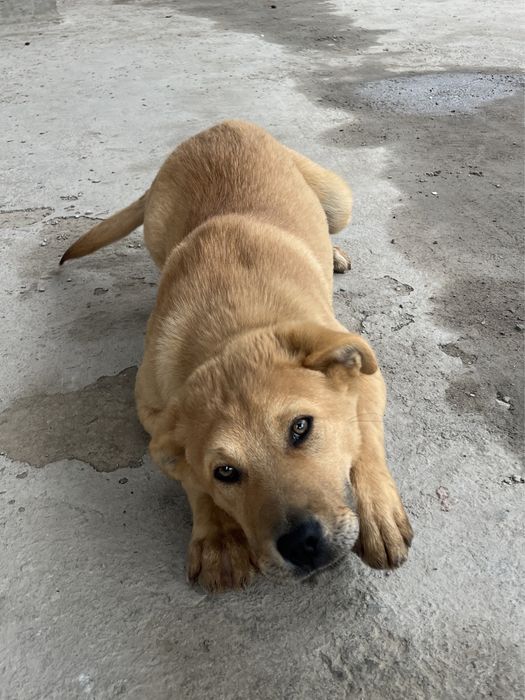 Отдам щенка бесплатно. Шымкент