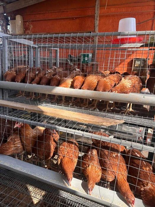 Тауык кора сатамын