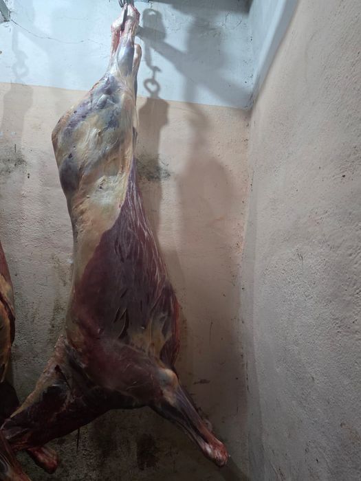 Продается жабагы