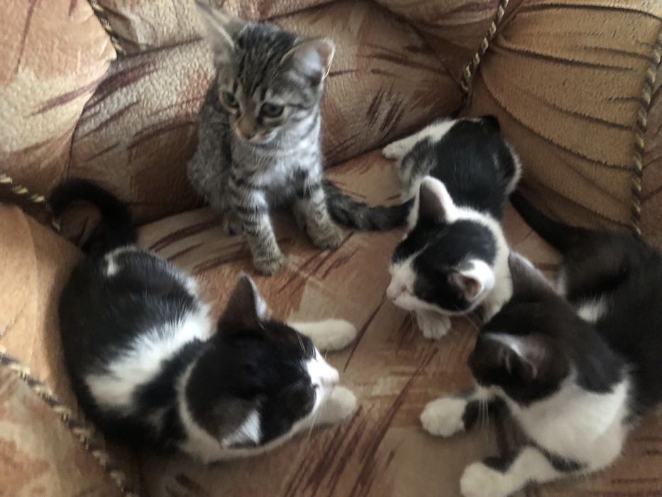 котята мысык в добрые руки