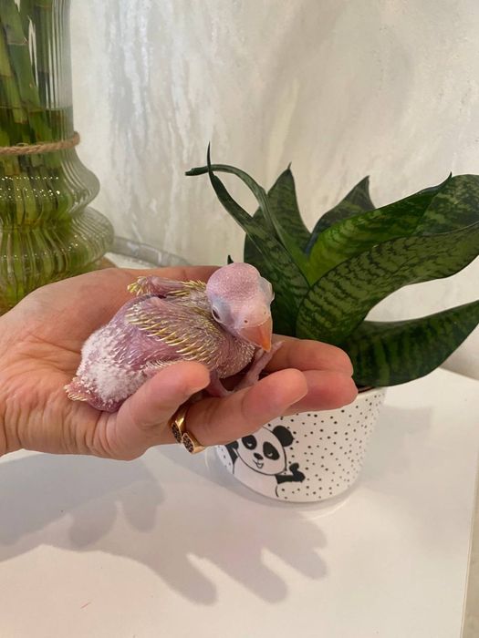 sariq ajereliya jojalari sotiladi