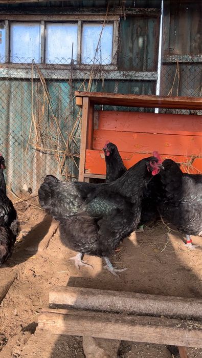 Джерсийский гигант