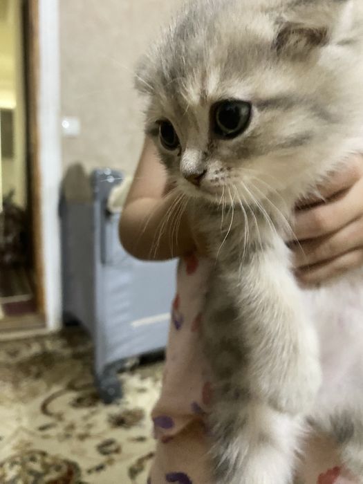 Продаётся котенок