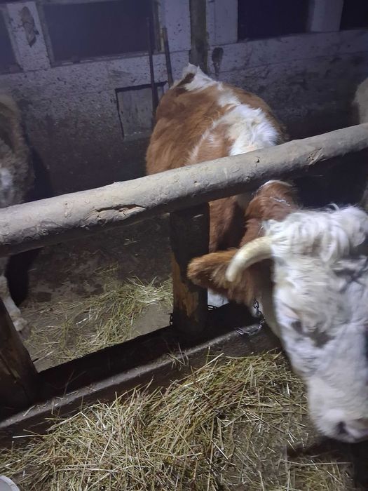 Vitei de vanzare bun de taiat sau de tinut