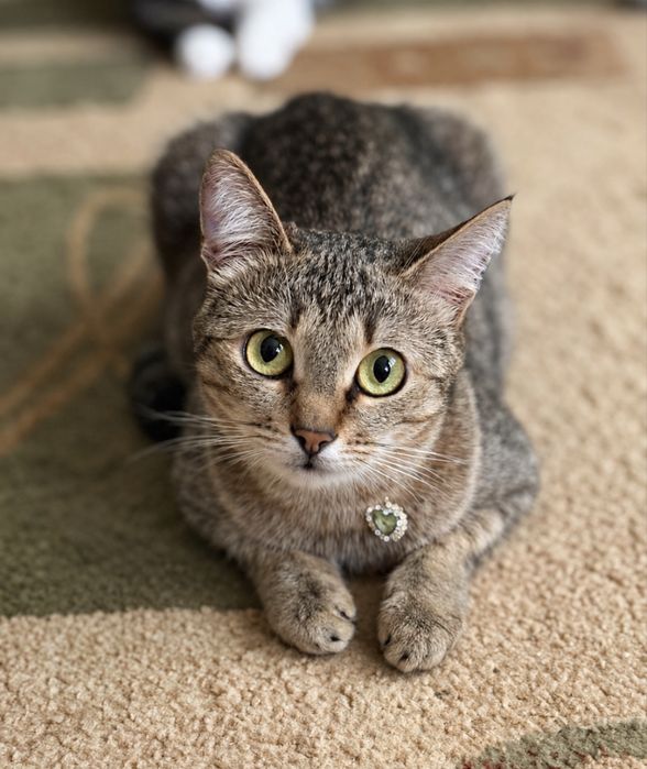 Кошка только ответственным