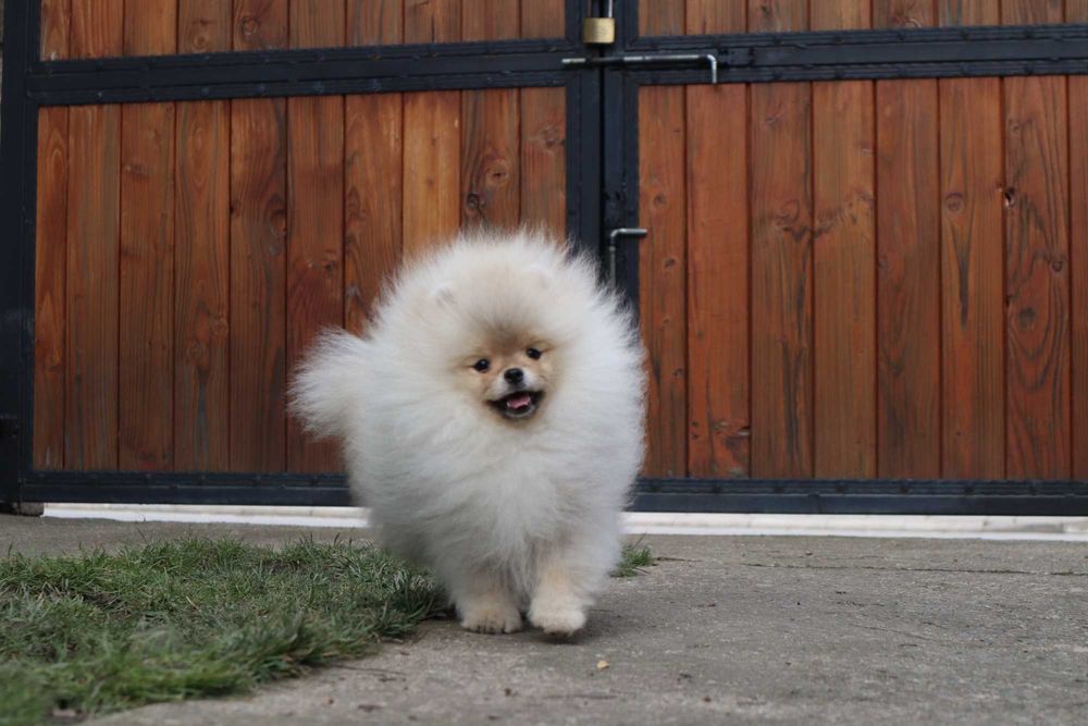 Страхотно момченце померан с родословие FCI