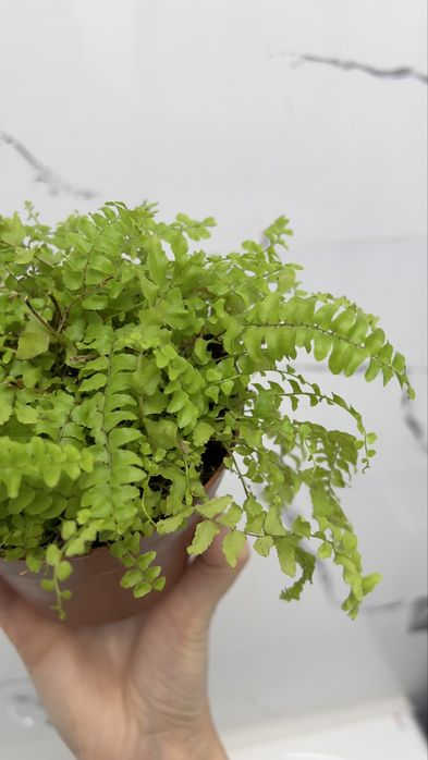 Папоротник Нефролепис Бостон