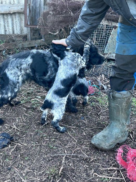 Щенки русской спаниэль