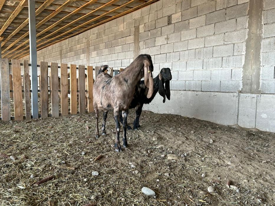Продаются козы Камори