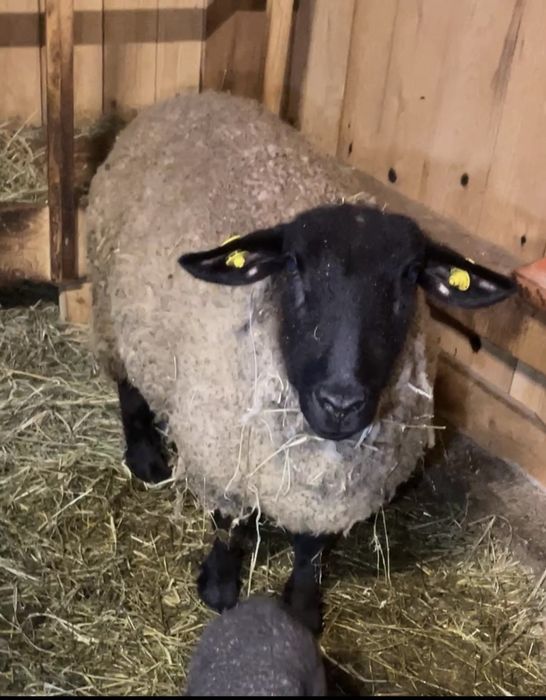 de vanzare oaia suffolk cu 2 berbecuti