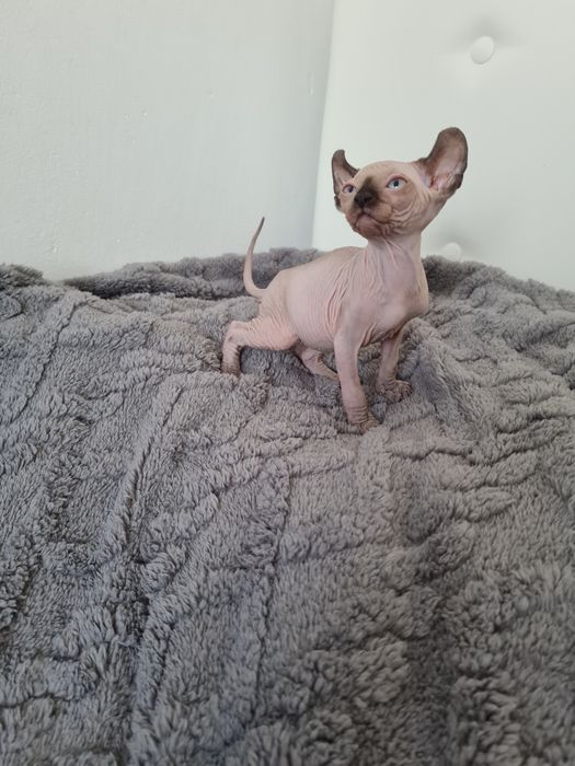 Pisicuta Sphinx mascul elf
