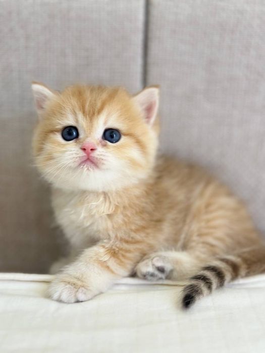 Котята Золотые Шиншиллы девочки и мальчики