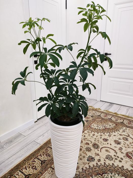 Комнатные цветы, доставка