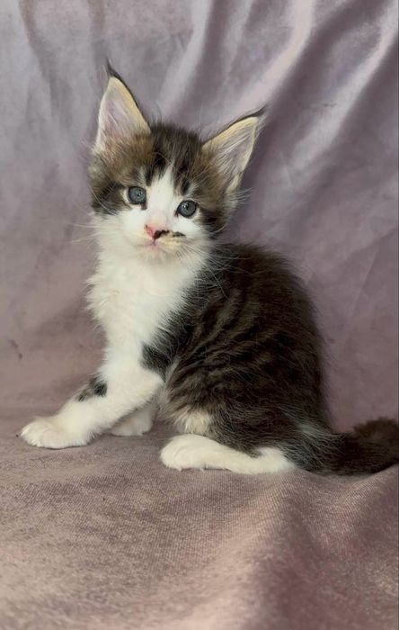 котята мейн-куны клубные