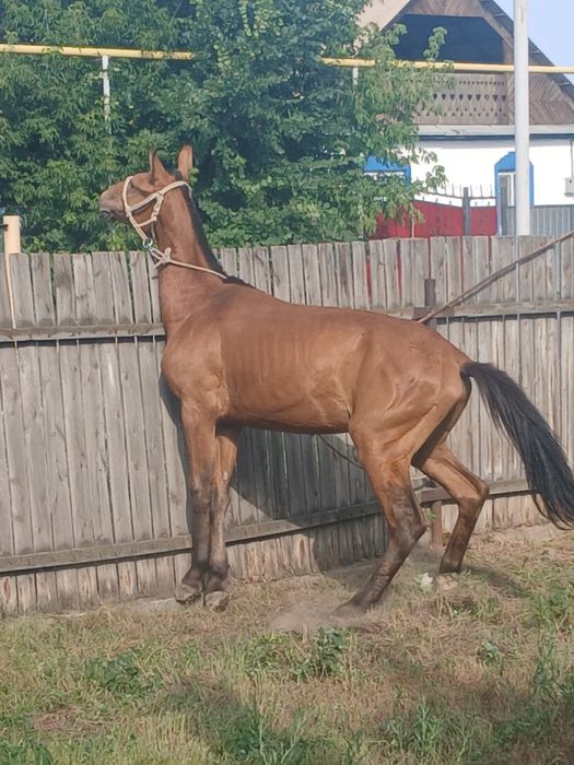Продам срочно продам