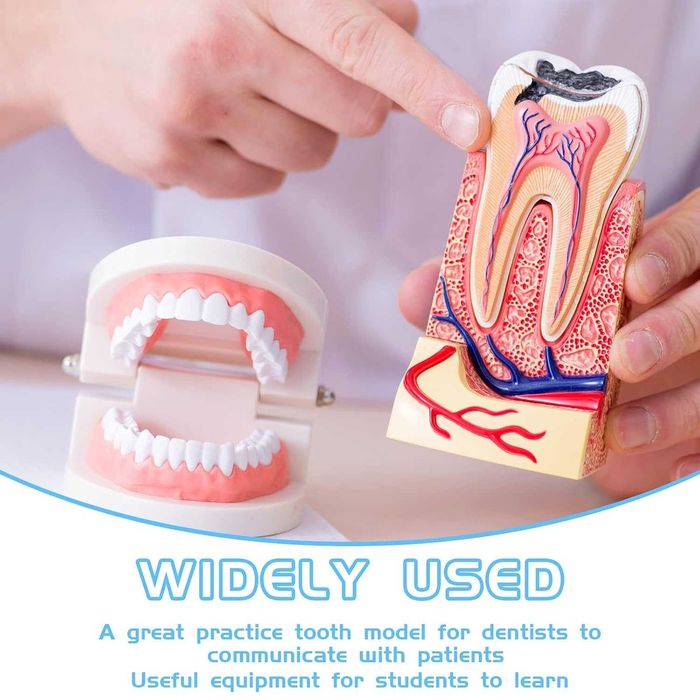 Model Dentar Educational Dinti Demonstratii & Educatie Dentara 8x5.5cm