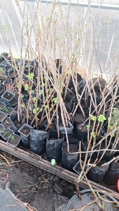 сад и огород саханцы