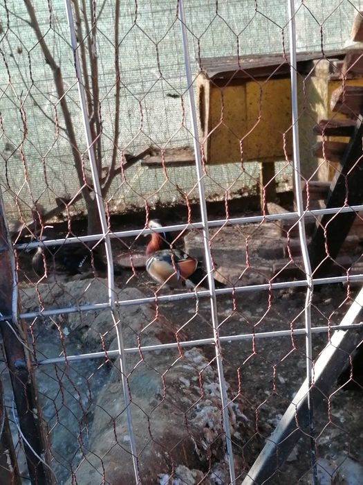 Vând rățoi mandarin