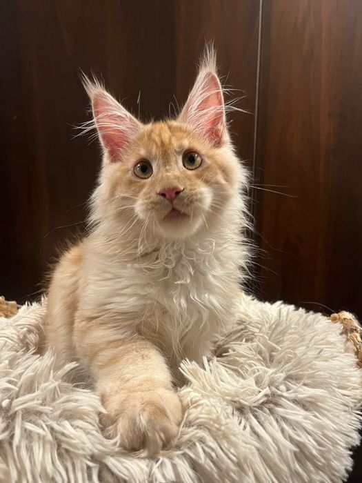 Baietel Maine Coon PEDIGREE Felisa