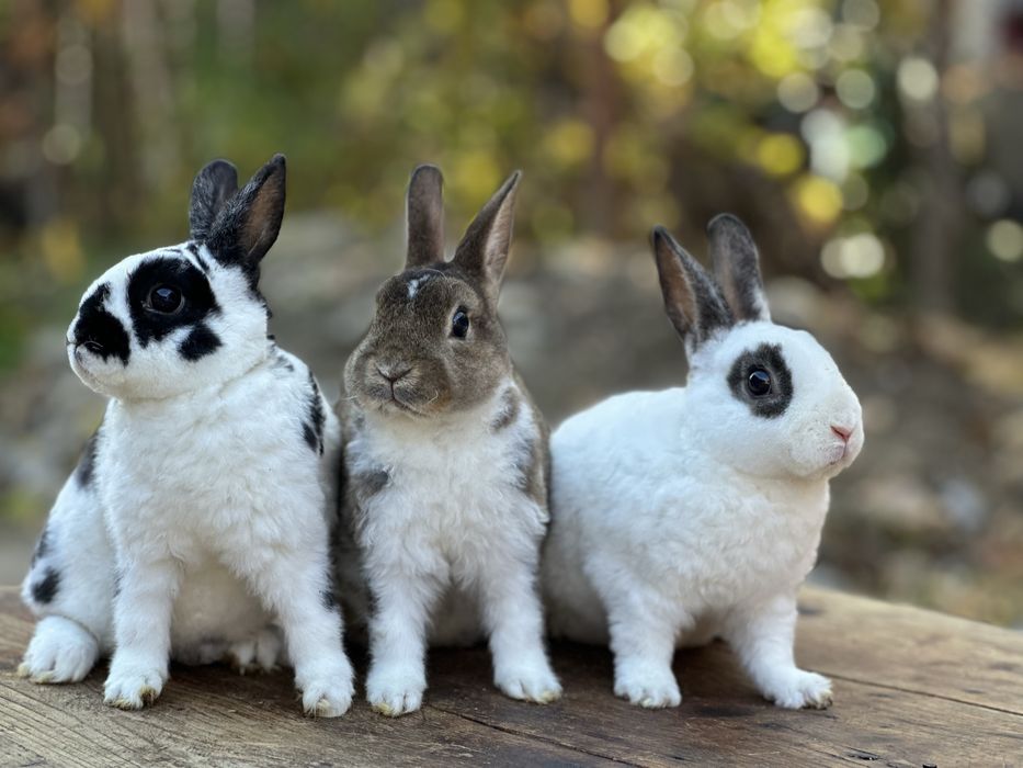 Masculi din rasa Rex Pitic!