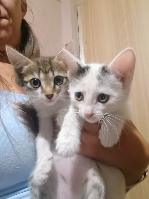 Отдам в добрые руки котят