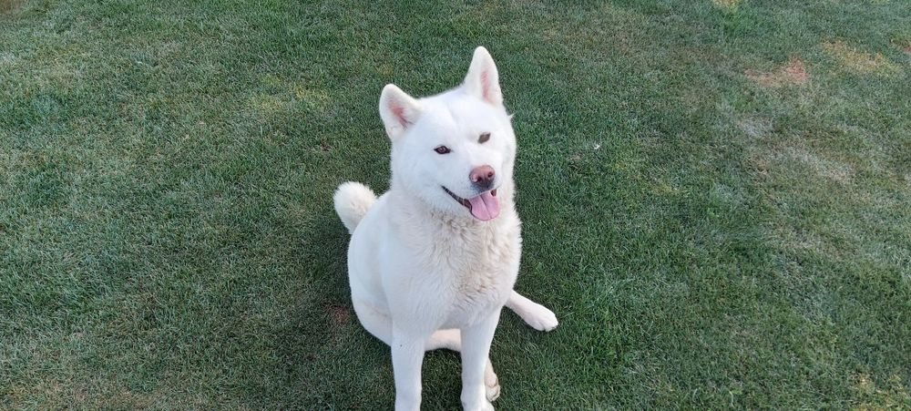 Donez câine Akita Inu