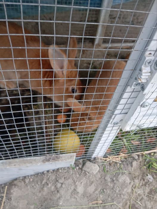 Онабола кийон зотдор