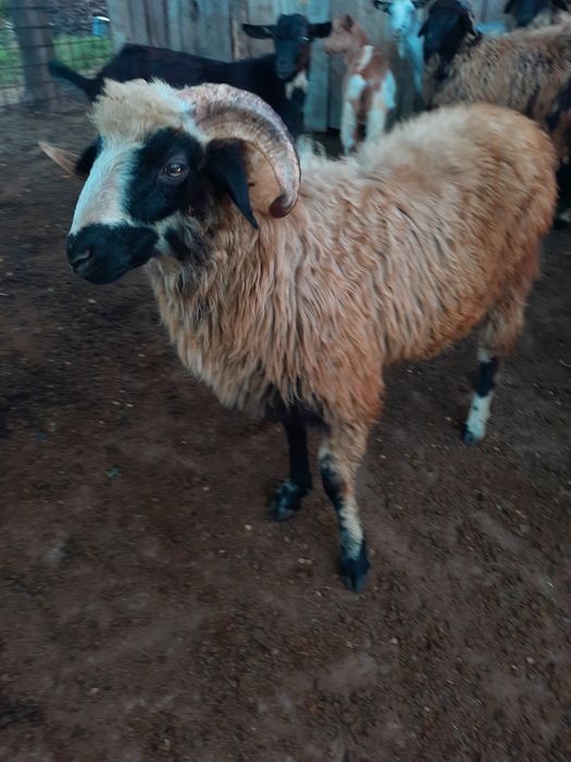 5 berbecuti de vânzare