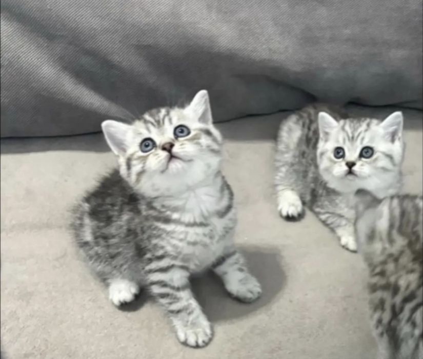 Чистокровные Британские котята