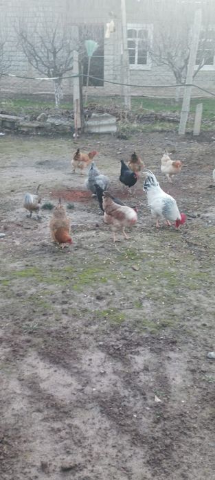 Туып Турган тауыктар сатылады.