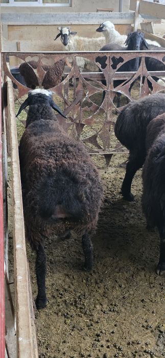 Тиш бузмаган кучкорлар сотилади.